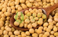 黄豆的营养价值 黄豆有哪些作用