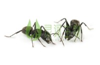 黑蚂蚁泡酒有什么功效 黑蚂蚁泡酒的好处