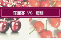 车厘子和樱桃的区别 车厘子和樱桃是同一种水果吗