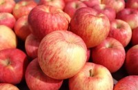吃三天苹果能瘦多少斤 苹果三日减肥法